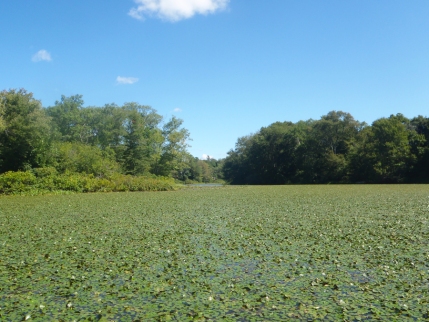 Water Pond Lilies